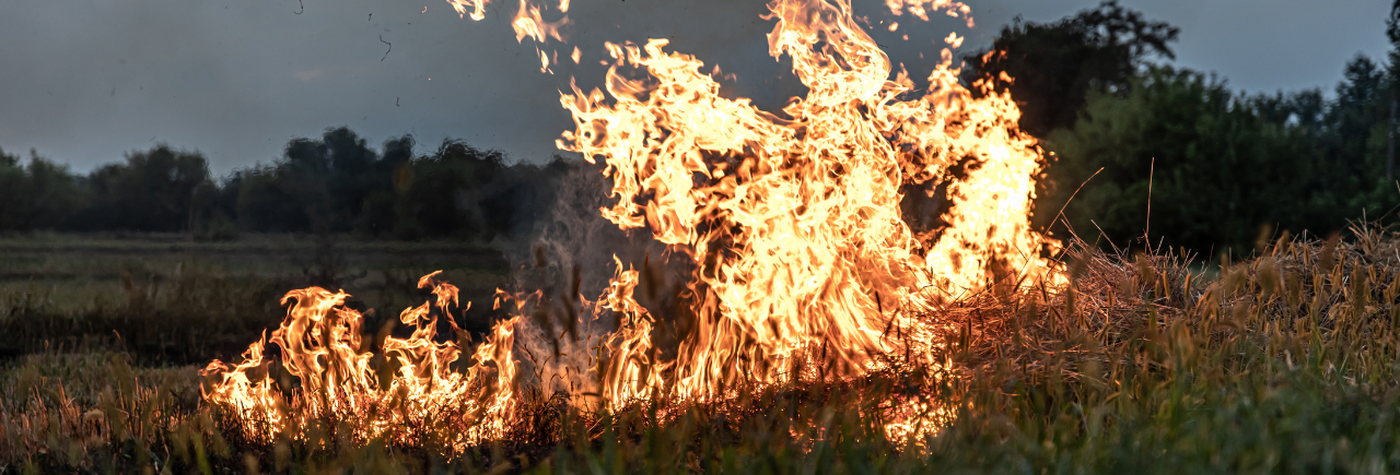 Em 9 meses, número de queimadas na amazônia supera o acumulado de 2021